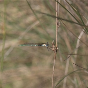 Austrolestes cingulatus at Tinderry, NSW - 17 Feb 2025 04:11 PM