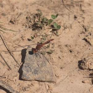 Unidentified Dragonfly or Damselfly (Odonata) at Tinderry, NSW - Today by danswell