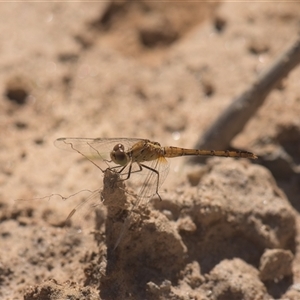 Unidentified Dragonfly or Damselfly (Odonata) at Tinderry, NSW - Today by danswell