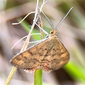 Scopula rubraria at Hackett, ACT - 16 Feb 2025 by Hejor1