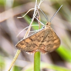 Scopula rubraria at Hackett, ACT - 16 Feb 2025 05:29 PM