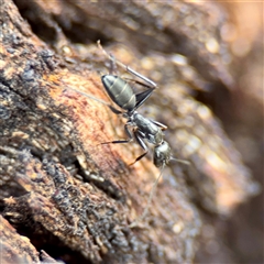 Camponotus sp. (genus) (A sugar ant) at Hackett, ACT - 16 Feb 2025 by Hejor1