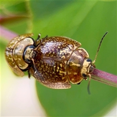 Paropsisterna cloelia (Eucalyptus variegated beetle) at Hackett, ACT - 16 Feb 2025 by Hejor1