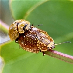 Paropsisterna cloelia at Hackett, ACT - 16 Feb 2025 04:57 PM