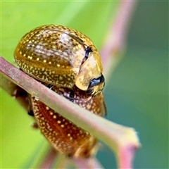 Paropsisterna cloelia at Hackett, ACT - 16 Feb 2025 04:57 PM