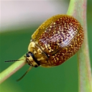 Paropsisterna cloelia at Hackett, ACT - 16 Feb 2025 04:57 PM