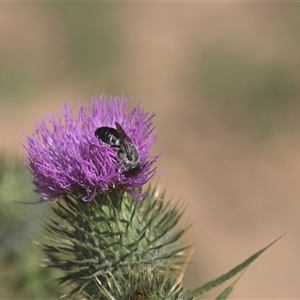 Unidentified Bee (Hymenoptera, Apiformes) at Tinderry, NSW - Yesterday by danswell