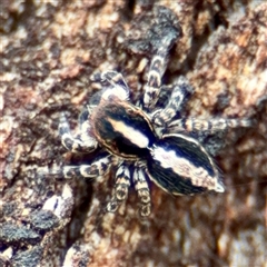 Euophryinae sp. (Mr Stripey) undescribed (Mr Stripey) at Hackett, ACT - 16 Feb 2025 by Hejor1