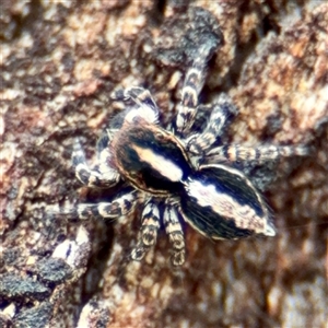 Euophryinae sp. (Mr Stripey) undescribed (Mr Stripey) at Hackett, ACT - 16 Feb 2025 by Hejor1