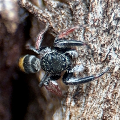 Apricia jovialis (Jovial jumping spider) at Hackett, ACT - 16 Feb 2025 by Hejor1