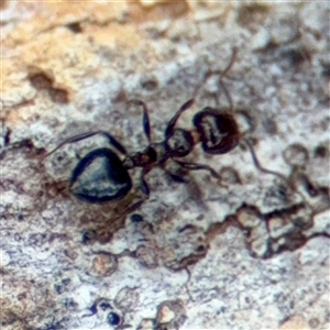 Crematogaster sp. (genus) at Hackett, ACT - 16 Feb 2025 04:42 PM