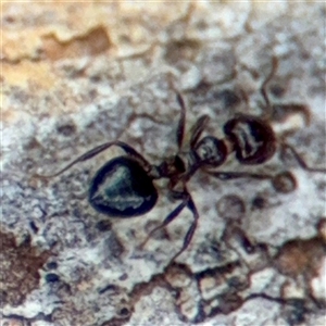 Crematogaster sp. (genus) at Hackett, ACT - 16 Feb 2025 04:42 PM