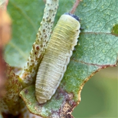 Paropsisterna m-fuscum (Eucalyptus Leaf Beetle) at Hackett, ACT - 16 Feb 2025 by Hejor1