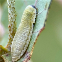 Paropsisterna m-fuscum at Hackett, ACT - 16 Feb 2025 04:41 PM