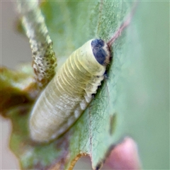 Paropsisterna m-fuscum at Hackett, ACT - 16 Feb 2025 04:41 PM