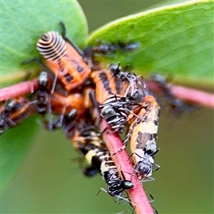 Eurymeloides pulchra (Gumtree hopper) at Watson, ACT - 16 Feb 2025 by Hejor1