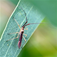 Rayieria acaciae (Acacia-spotting bug) at Hackett, ACT - 16 Feb 2025 by Hejor1