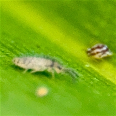 Collembola sp. (class) at Hackett, ACT - 16 Feb 2025 04:36 PM