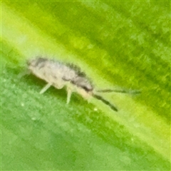 Entomobryomorpha (order) at Hackett, ACT - 16 Feb 2025 04:36 PM