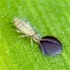 Entomobryomorpha (order) at Hackett, ACT - 16 Feb 2025 04:36 PM