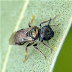 Lasioglossum (Homalictus) sphecodoides (Furrow Bee) at Hackett, ACT - 16 Feb 2025 by Hejor1