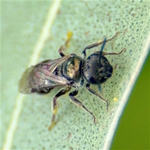 Lasioglossum (Homalictus) sphecodoides (Furrow Bee) at Hackett, ACT - 16 Feb 2025 by Hejor1