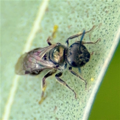 Lasioglossum (Homalictus) sphecodoides (Furrow Bee) at Hackett, ACT - 16 Feb 2025 by Hejor1