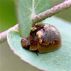 Paropsisterna m-fuscum (Eucalyptus Leaf Beetle) at Hackett, ACT - 16 Feb 2025 by Hejor1