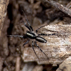 Lycosidae (family) at Hackett, ACT - 16 Feb 2025 by Hejor1