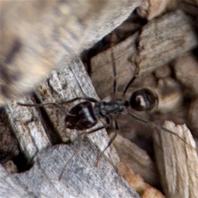 Notoncus sp. (genus) (A Notoncus ant) at Hackett, ACT - 16 Feb 2025 by Hejor1