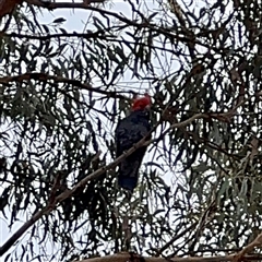 Callocephalon fimbriatum (Gang-gang Cockatoo) at Hackett, ACT - 16 Feb 2025 by Hejor1