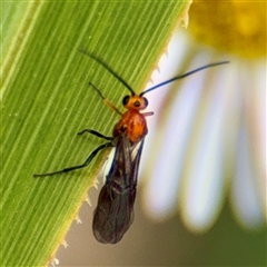 Braconidae (family) (Unidentified braconid wasp) at Hackett, ACT - 16 Feb 2025 by Hejor1