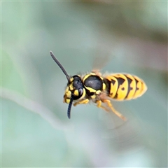 Vespula germanica (European wasp) at Hackett, ACT - 16 Feb 2025 by Hejor1