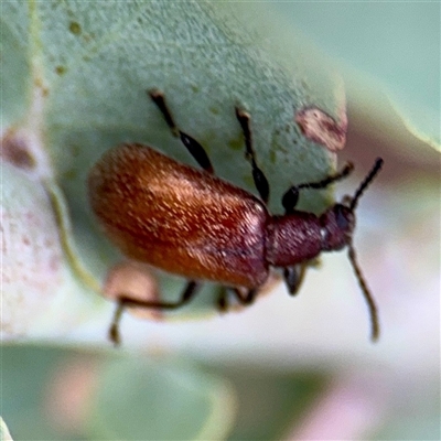 Ecnolagria grandis (Honeybrown beetle) at Hackett, ACT - 16 Feb 2025 by Hejor1