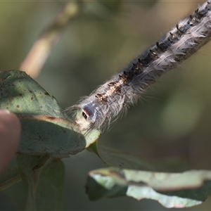 Porela delineata at Tinderry, NSW - Yesterday by danswell