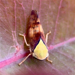 Brunotartessus fulvus at Hackett, ACT - 16 Feb 2025 04:24 PM