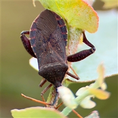 Amorbus (genus) (Eucalyptus Tip bug) at Hackett, ACT - 16 Feb 2025 by Hejor1