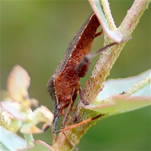 Amorbus sp. (genus) at Hackett, ACT - 16 Feb 2025 05:20 PM