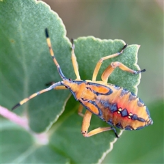 Amorbus (genus) (Eucalyptus Tip bug) at Hackett, ACT - 16 Feb 2025 by Hejor1