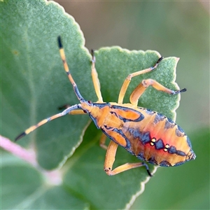 Amorbus (genus) (Eucalyptus Tip bug) at Hackett, ACT - 16 Feb 2025 by Hejor1