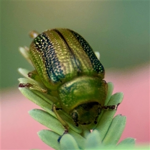 Calomela vittata at Hackett, ACT - 16 Feb 2025 04:18 PM