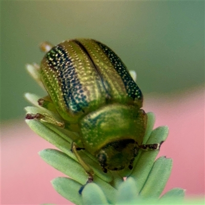 Calomela vittata (Acacia leaf beetle) at Hackett, ACT - 16 Feb 2025 by Hejor1