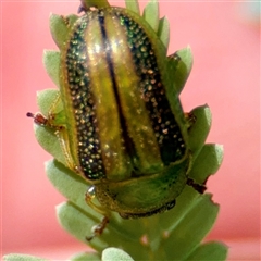 Calomela vittata at Hackett, ACT - 16 Feb 2025 04:18 PM