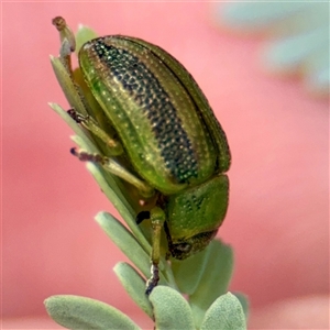 Calomela vittata at Hackett, ACT - 16 Feb 2025 04:18 PM