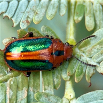 Calomela curtisi (Acacia leaf beetle) at Hackett, ACT - 16 Feb 2025 by Hejor1