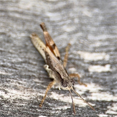 Phaulacridium vittatum (Wingless Grasshopper) at Hackett, ACT - 16 Feb 2025 by Hejor1