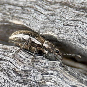 Naupactus leucoloma (White-fringed weevil) at Hackett, ACT - 16 Feb 2025 by Hejor1