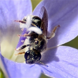 Lasioglossum sp. (genus) at Hackett, ACT - 16 Feb 2025 by Hejor1