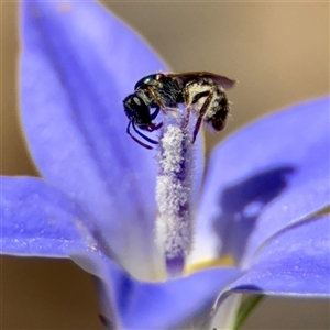 Lasioglossum (Homalictus) urbanum (Furrow Bee) at Hackett, ACT - 16 Feb 2025 by Hejor1