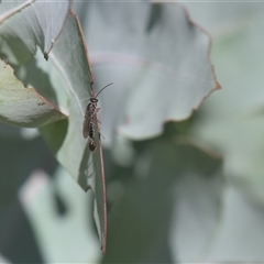 Tiphiidae (family) (Unidentified Smooth flower wasp) at Tinderry, NSW - 17 Feb 2025 by danswell